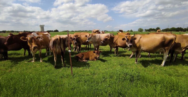 This Texas Dairy Farm Has the Kind of Farm-Fresh Products Locals Swear By