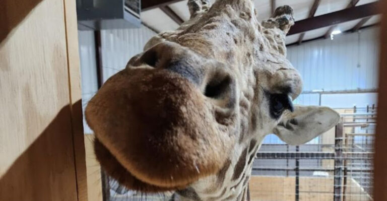 This Texas Safari Hotel Lets You Wake Up to Giraffes Right Outside Your Window