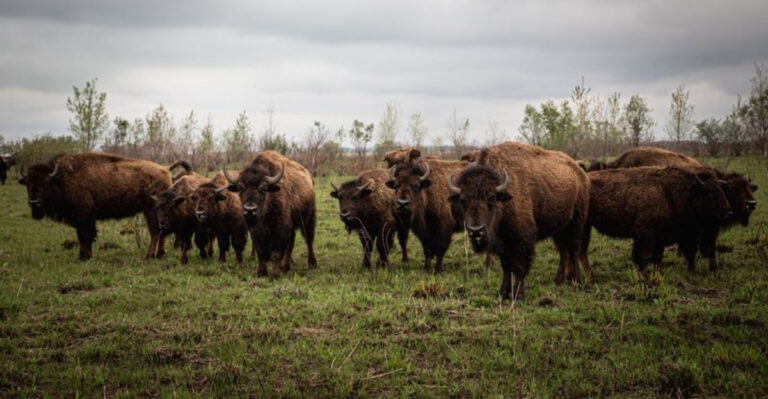 This Tiny Town in Indiana Hiding a Massive 1,000-Acre Bison Prairie
