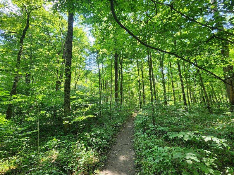 Boardwalks, Bridges, and a Trail That Keeps the Focus on the Woods Boardwalks, Bridges, and a Trail That Keeps the Focus on the Woods