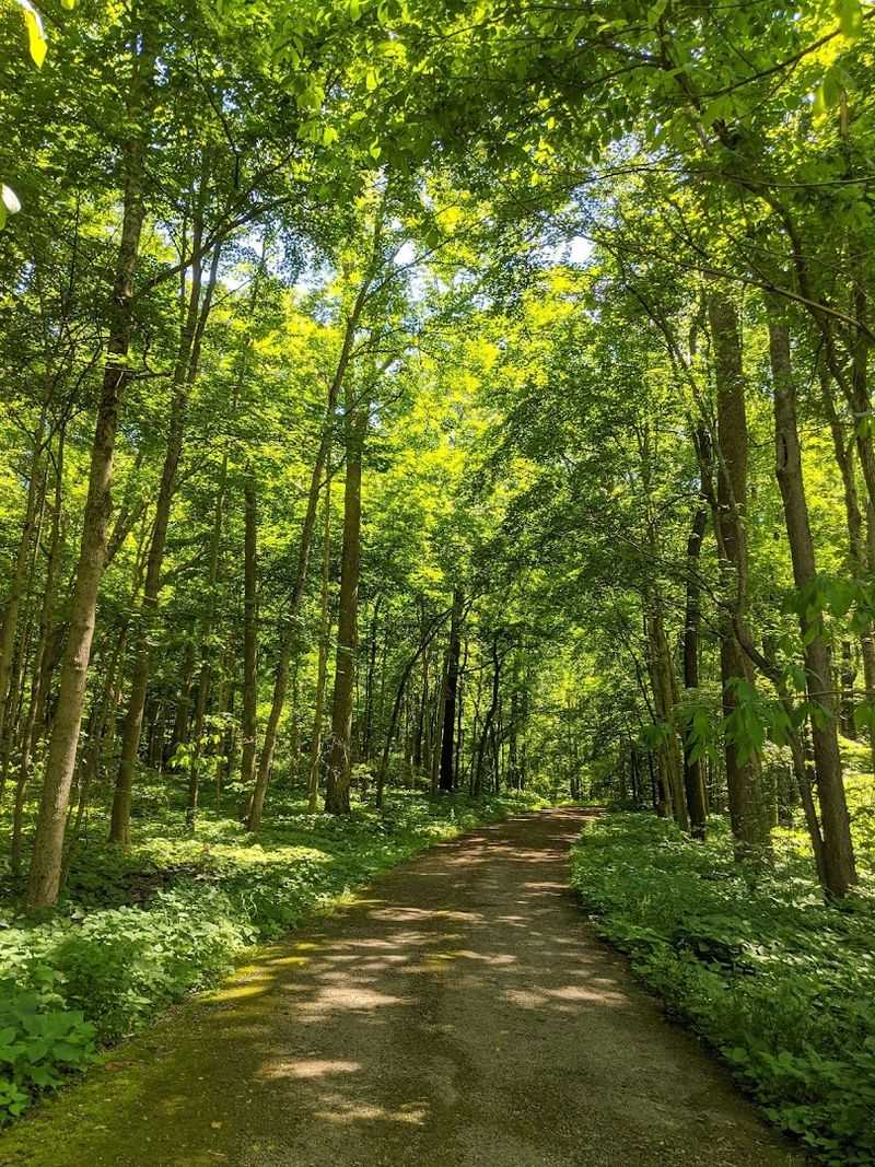 Why the Trees Matter More Than Their Height