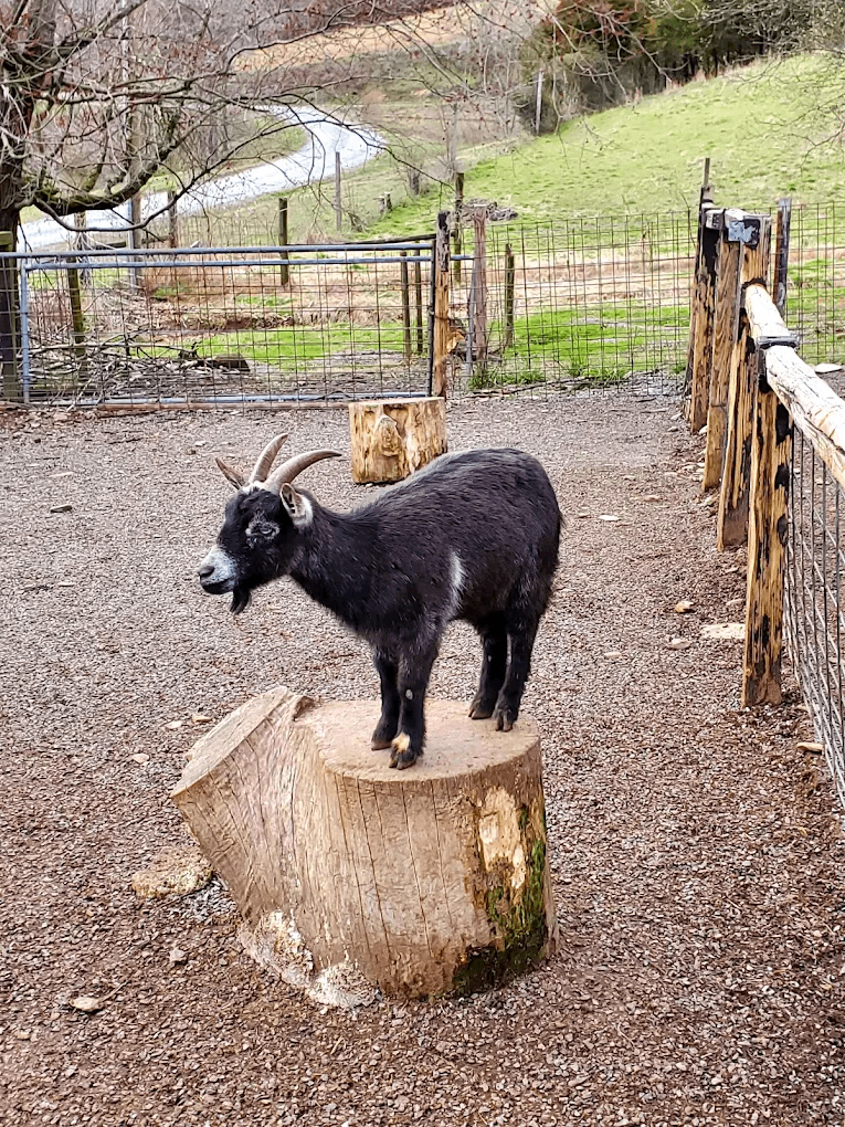 10 Tennessee Animal Encounters That Let You Meet Otters, Goats, And Giraffes Up Close