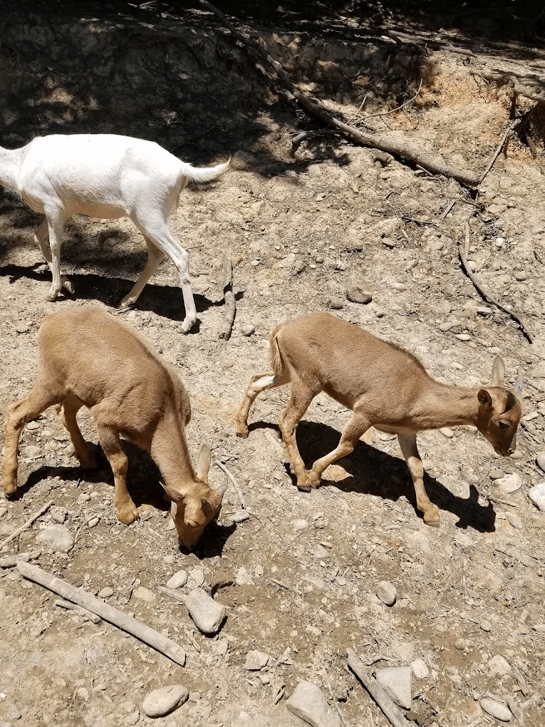 10 Tennessee Animal Encounters That Let You Meet Otters, Goats, And Giraffes Up Close