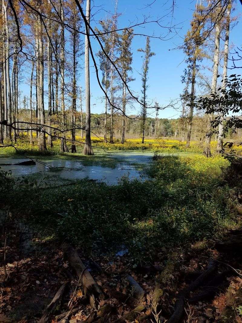 How to Experience Cache River Without Missing the Good Part