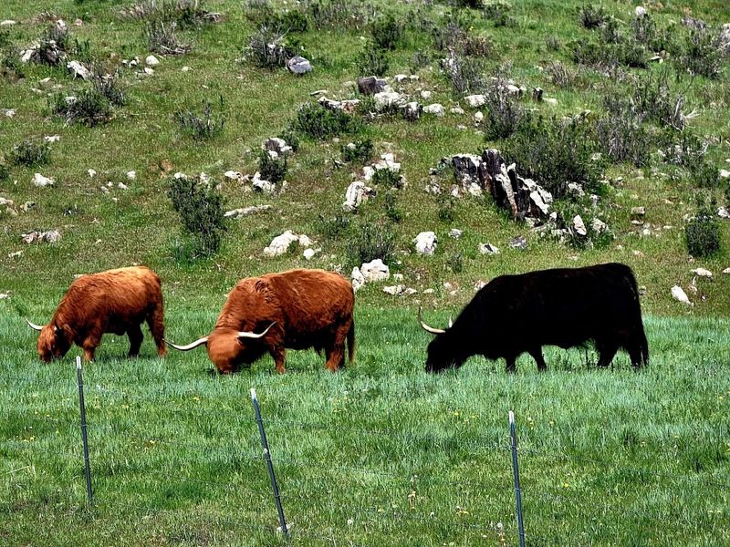 American Highlands Ranch Ltd. (Byers)