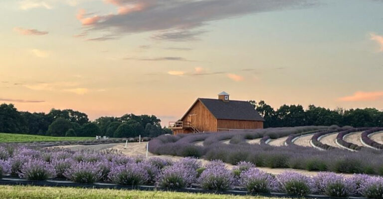 Wander Into Summer Calm at These 13 Michigan Lavender Farms