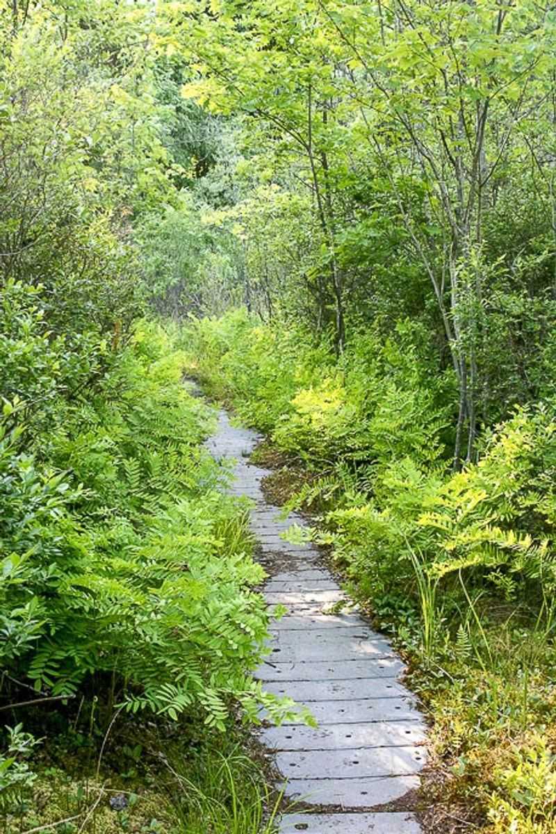 The Trail Opens on a Different World The Trail Opens on a Different World