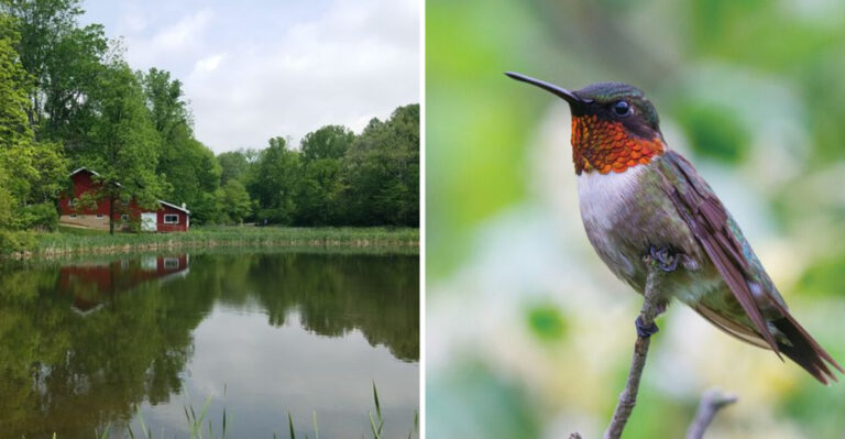You Can Get Up Close to Hundreds of Wild Hummingbirds at This Little-Known Indiana Sanctuary
