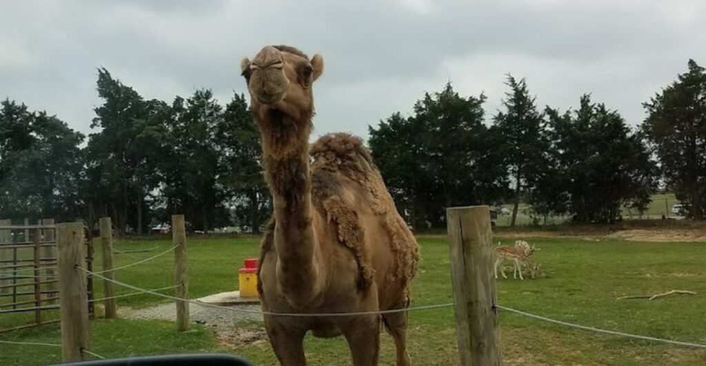 You Won’t Believe How Close You Can Get To These Animals At A Tennessee Safari Park