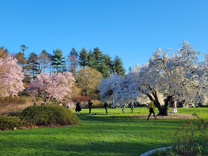 Arnold Arboretum of Harvard University (Boston) Arnold Arboretum of Harvard University (Boston)