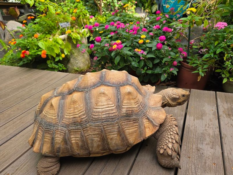 Tortoises, Koi, and the Joy of Looking Down