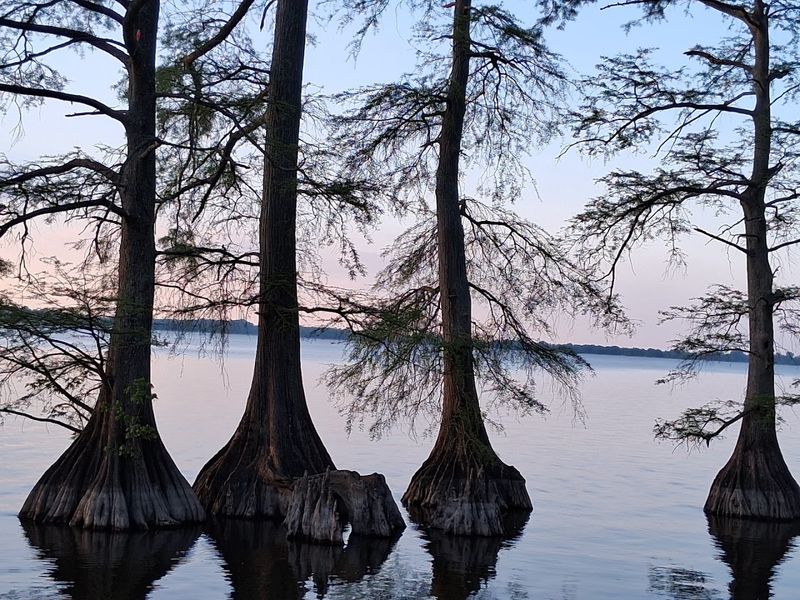 Tiptonville (Reelfoot Lake)