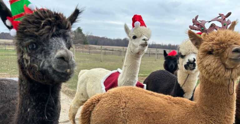 10 Alpaca Farms In Ohio Filled With Fluffy Faces And Curious Charm