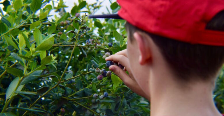 10 Organic New Jersey Farms Where You Can Pick Your Own Fresh Produce