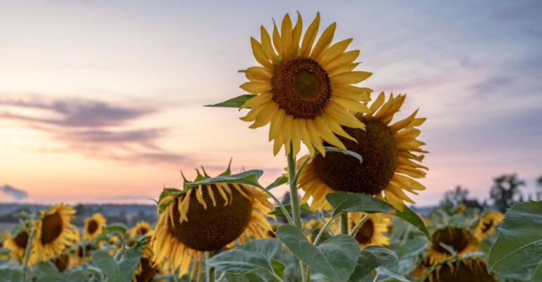 10 Picture-Perfect Sunflower Farms to Visit Across New Jersey in 2026