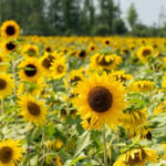 11 Ohio Sunflower Field Trips That Make August Even Easier To Love