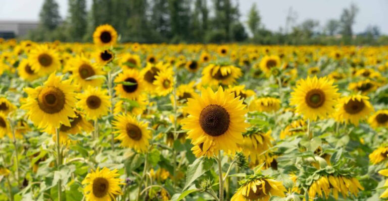 11 Ohio Sunflower Field Trips That Make August Even Easier To Love