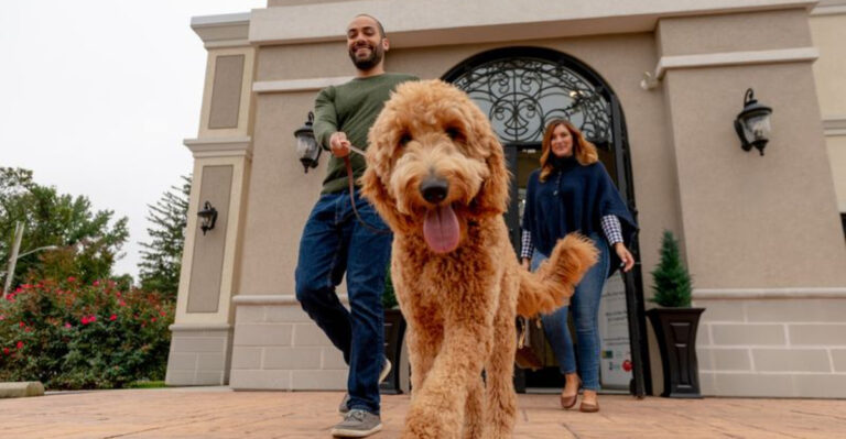 12 New Jersey Dog Boarding Spots Where Pups Get a Vacation Too