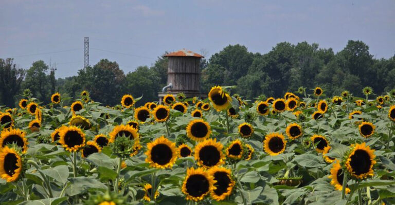 13 Pennsylvania Dahlia and Sunflower Fields Bursting With Color This August