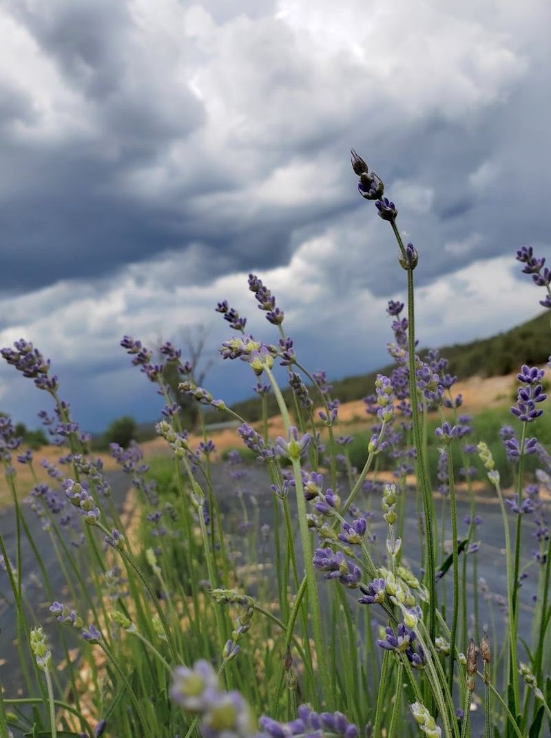 Where Purple Meets the Big Open Colorado Sky Where Purple Meets the Big Open Colorado Sky