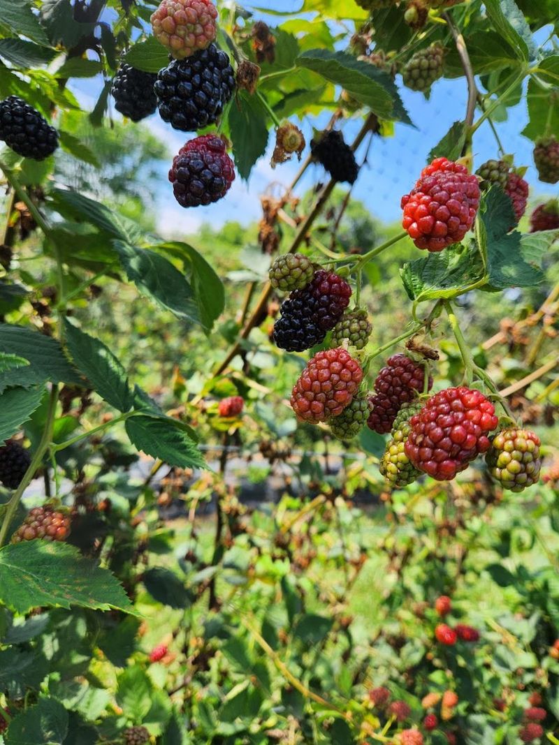 Berry Rows That Make Store Fruit Look Flat Berry Rows That Make Store Fruit Look Flat