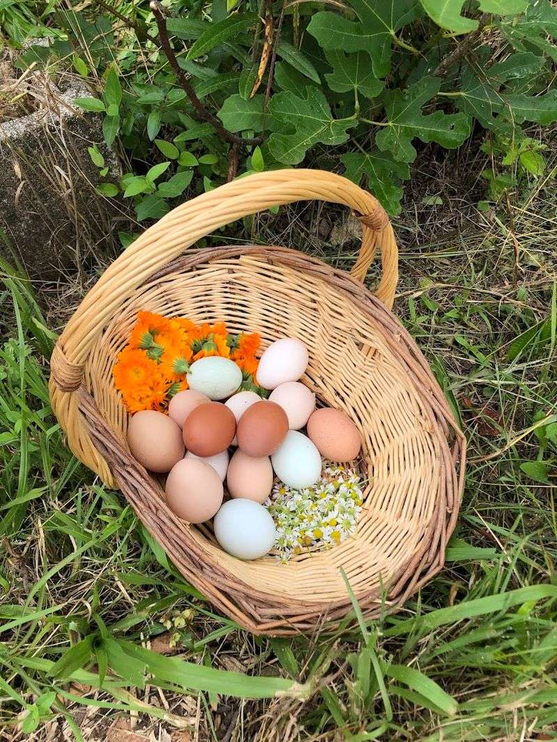 You Can Gather Fresh Eggs From The Chicken Coop Every Morning You Can Gather Fresh Eggs From The Chicken Coop Every Morning