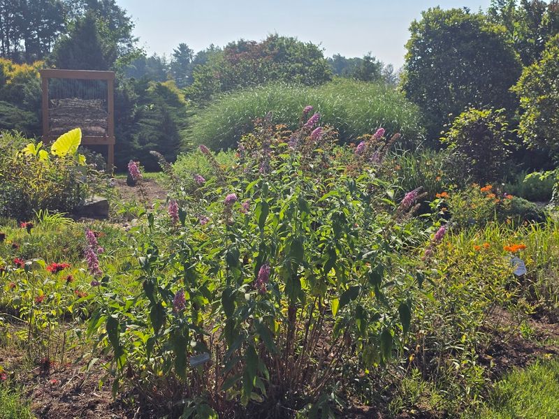 Spring Plant Sales That Gardeners Dream About Spring Plant Sales That Gardeners Dream About