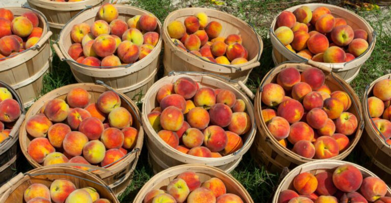 7 Places Where You Can Pick Juicy Peaches in Northern New Jersey This Summer
