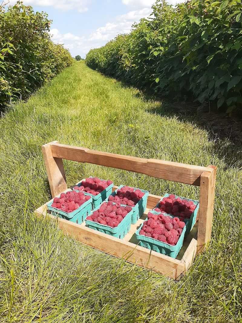 Raspberry Rows With a Little More Hunt and a Lot More Payoff