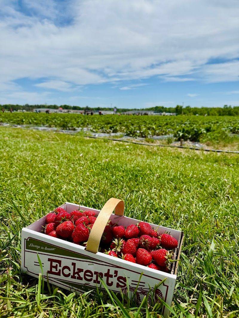 Eckert's Belleville Farm Country Store (Belleville)