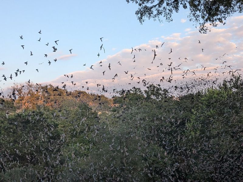 A Bat Colony Like No Other