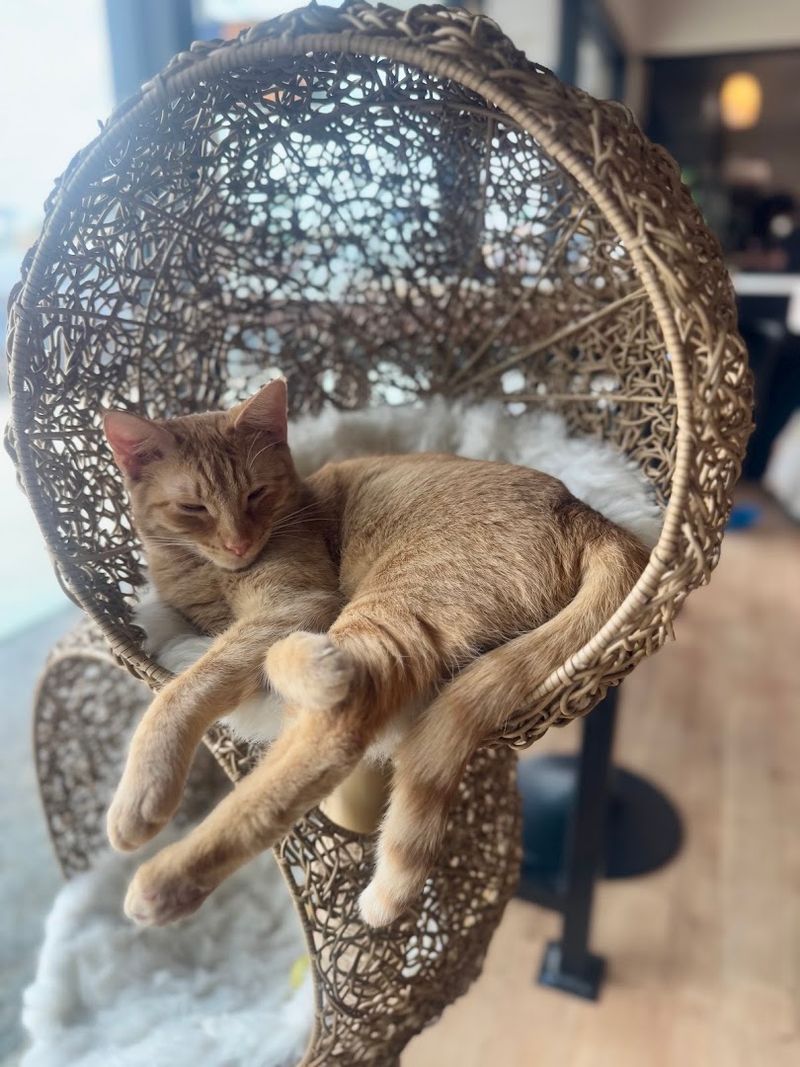 A Cat Lover's Dream Come True
