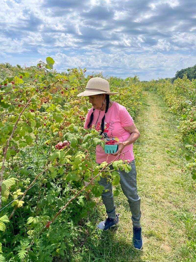 A Chester farm where berry picking feels like a summer ritual