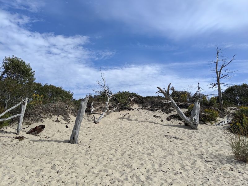 A Coastal Forest Where the Trees Run Right to the Bay