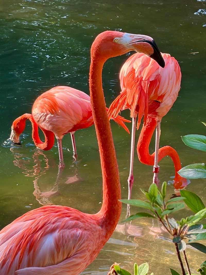 A Colorful Wildlife Encounter in the Heart of Tennessee