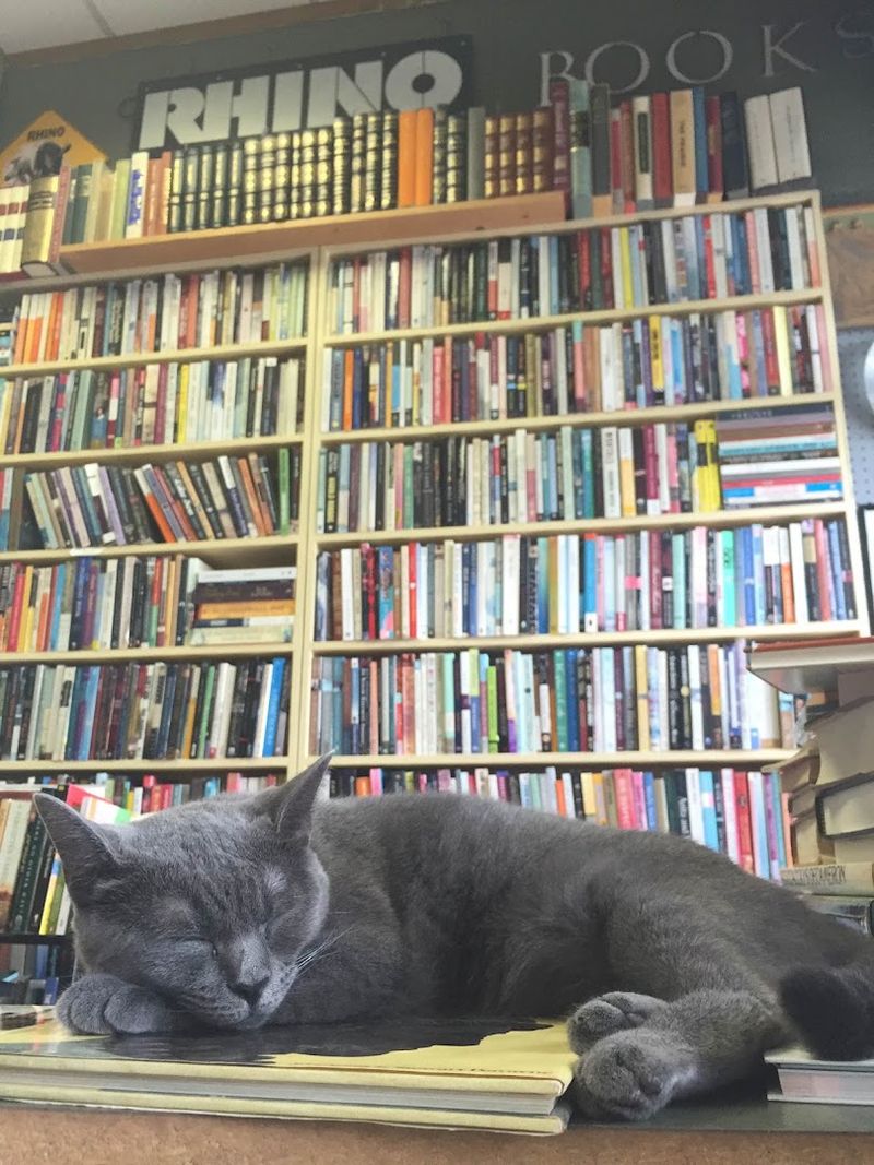 A Cozy Nashville Bookstore With Plenty of Personality A Cozy Nashville Bookstore With Plenty of Personality