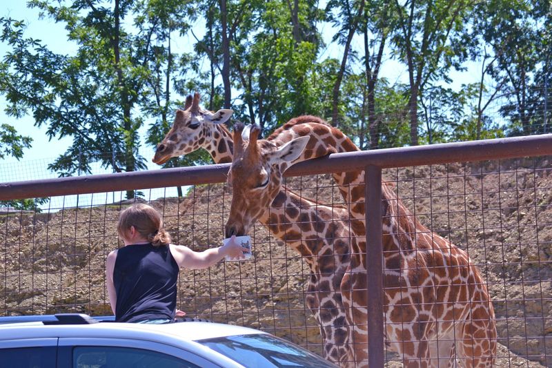 A Drive-Through Safari That Feels Like Real Adventure