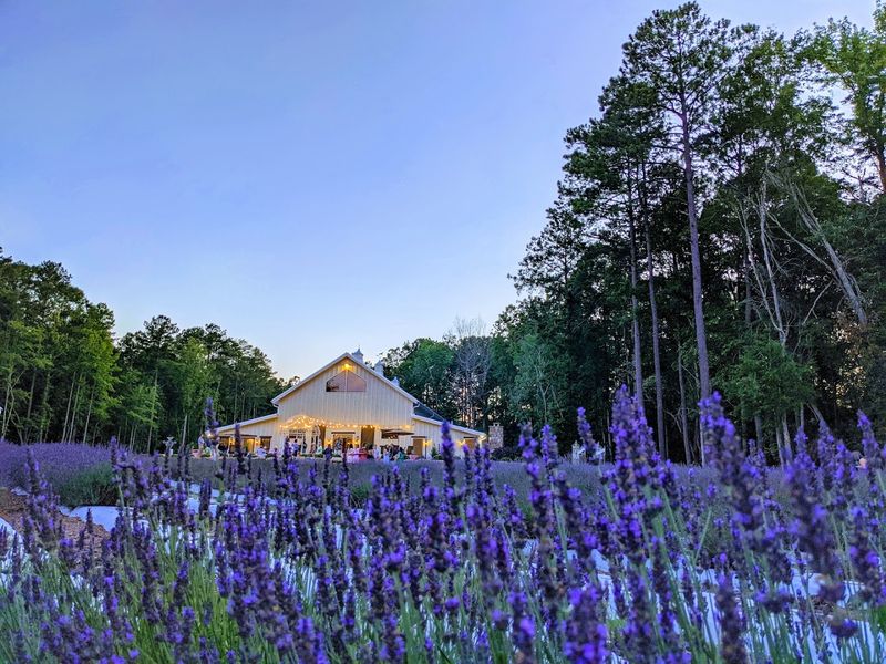 A First Look at Lavender Oaks Farm A First Look at Lavender Oaks Farm