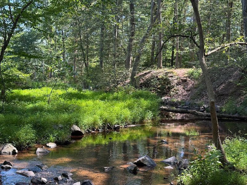 A Forest That Feels Bigger Than You Expect