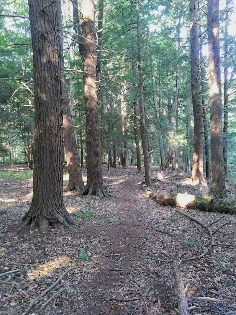 A Hidden Trail That Feels Instantly Removed From Everything
