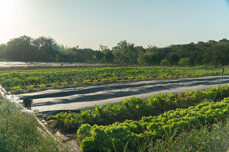 A Mission That Goes Beyond Just Selling Vegetables A Mission That Goes Beyond Just Selling Vegetables