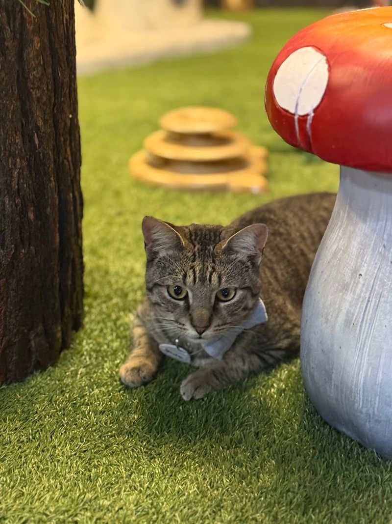 A Mission That Saves Lives Beyond the Lounge
