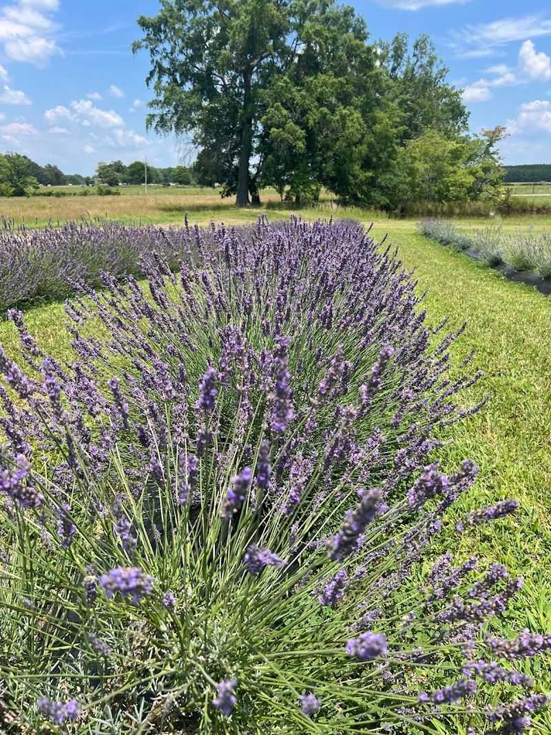 A Quiet Lavender Escape Hidden in the Tennessee Countryside A Quiet Lavender Escape Hidden in the Tennessee Countryside