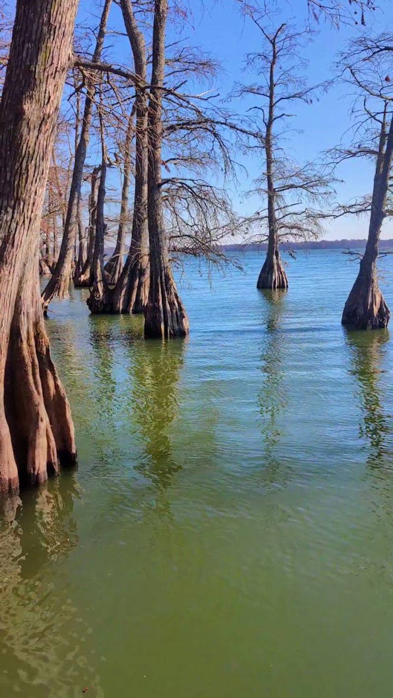 A Quiet Pontoon Ride Through One Of Tennessee's Most Unusual Lakes