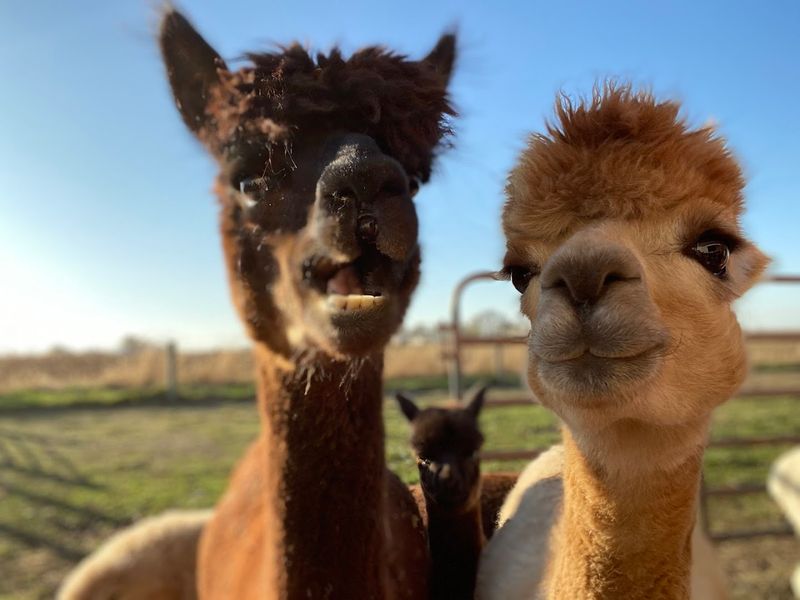 A & R Alpaca Farm and Gift Shop (Williamsport, OH) A & R Alpaca Farm and Gift Shop (Williamsport, OH)