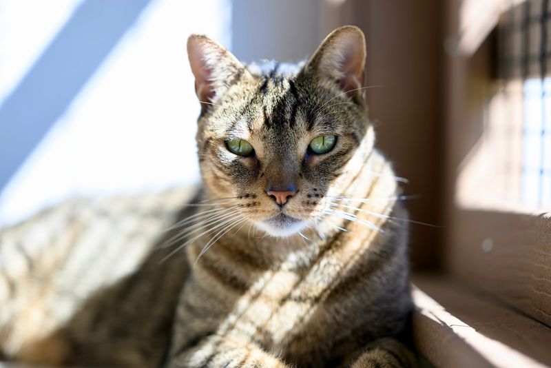 A Ringoes sanctuary where rescued cats get room to breathe A Ringoes sanctuary where rescued cats get room to breathe