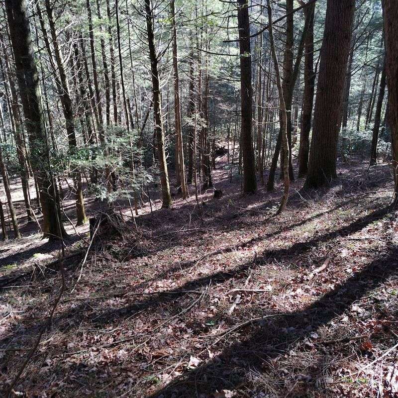 A Shady Forest Trail Made For Hot Tennessee Days