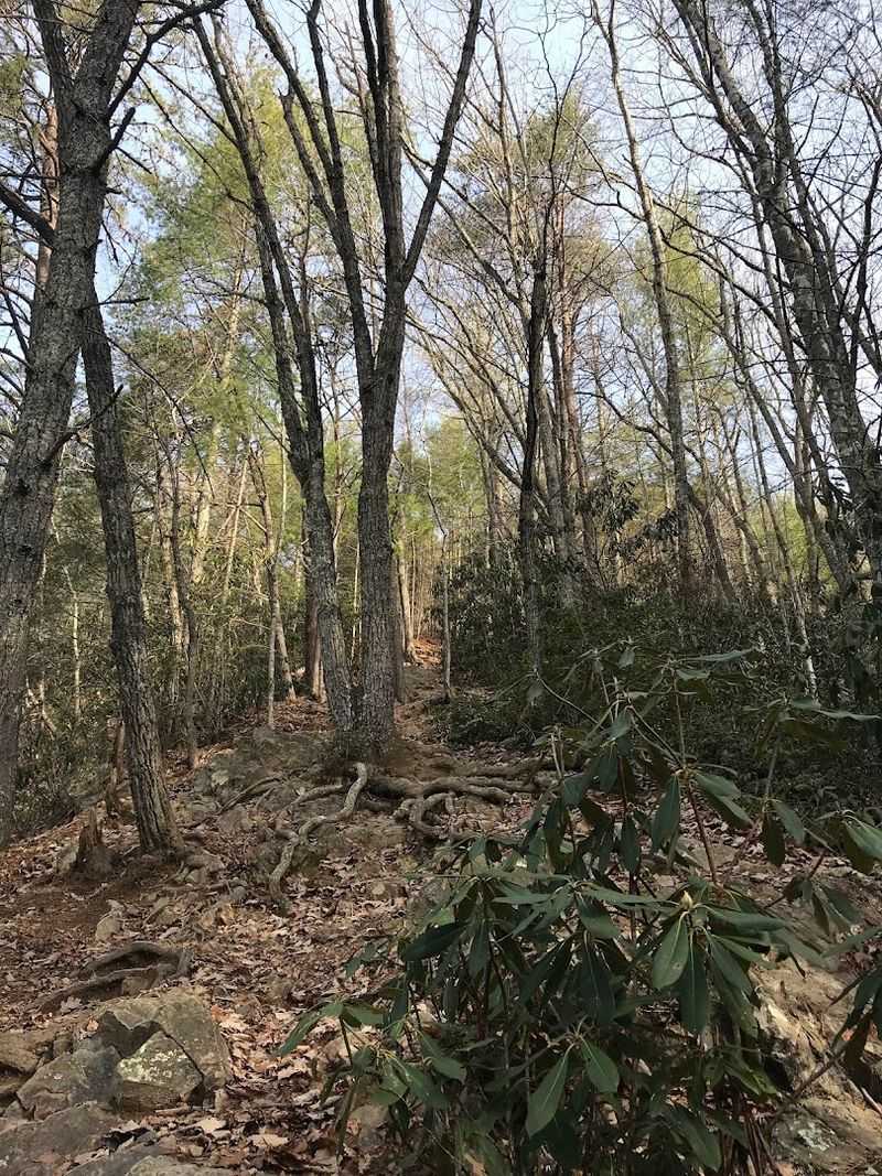 A Wild Tennessee Adventure Begins Deep in the Forest