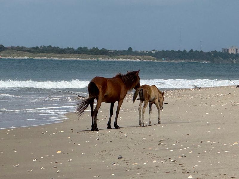 A coastal tour that feels genuinely wild