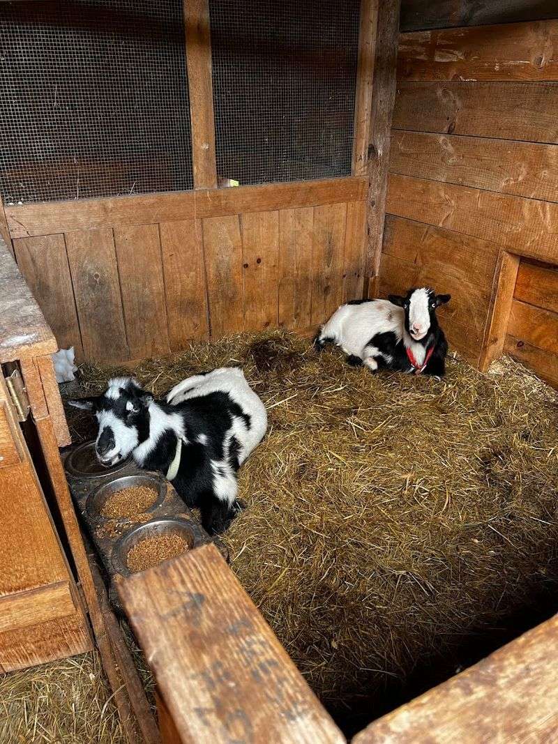 A family friendly property with animals, play spaces, and fresh air A family friendly property with animals, play spaces, and fresh air